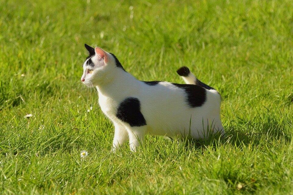 White Cat With Black Spots